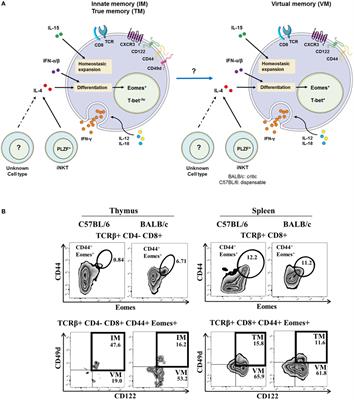 Phenotype of NK-Like CD8(+) T Cells with Innate Features in Humans and Their Relevance in Cancer Diseases